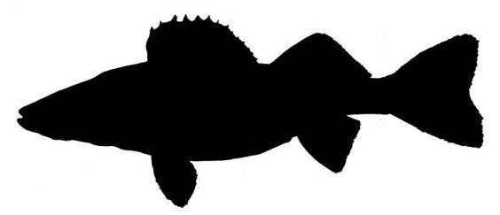 564x243 Walleye Silhouette Prints Fish Silhouette 2 Baby Boy Room