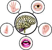 170x164 Five Senses Clip Art