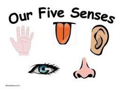236x181 My Five Senses
