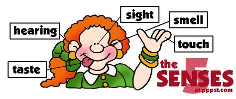 474x199 The Five Senses