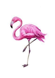 236x333 Flamingo Clip Art