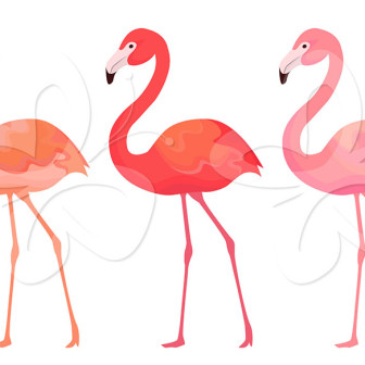 336x336 Flamingo Clipart Flamingo Bird
