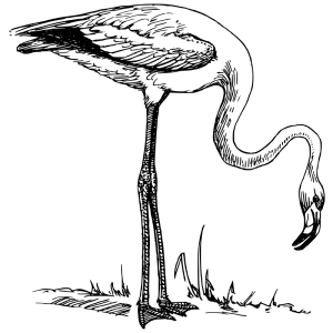 300x300 Flamingo Clip Art Download