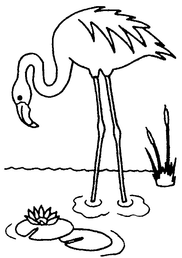 595x842 Flamingo Coloring Pages Flamingos Flamingo