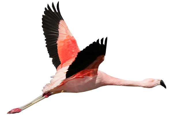 600x400 Flamingo Flying Transparent Background Image