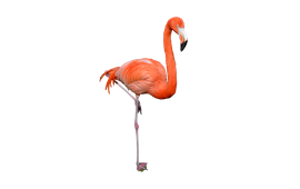 270x170 Flamingo Png Image Pictures