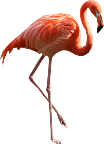 358x494 Flamingo Png Transparent Images Png All