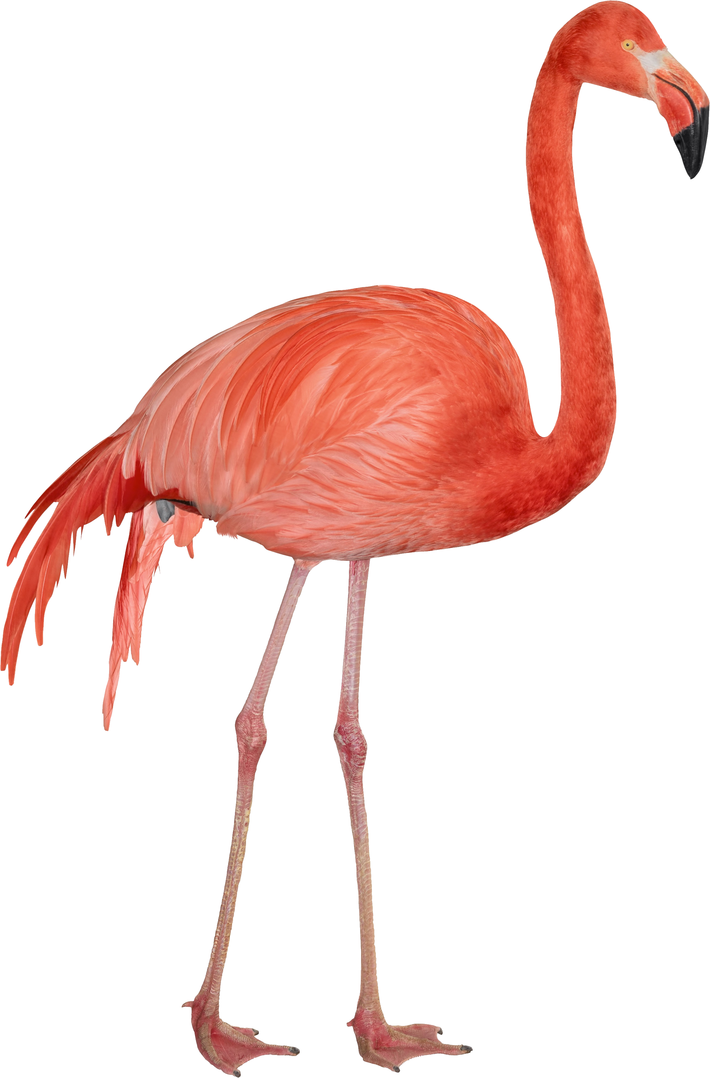 2291x3474 Flamingo Png Images Free Download
