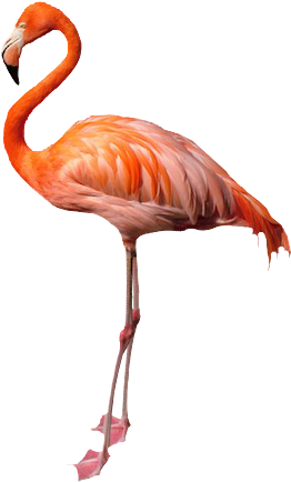 262x434 Flamingo No Background Image