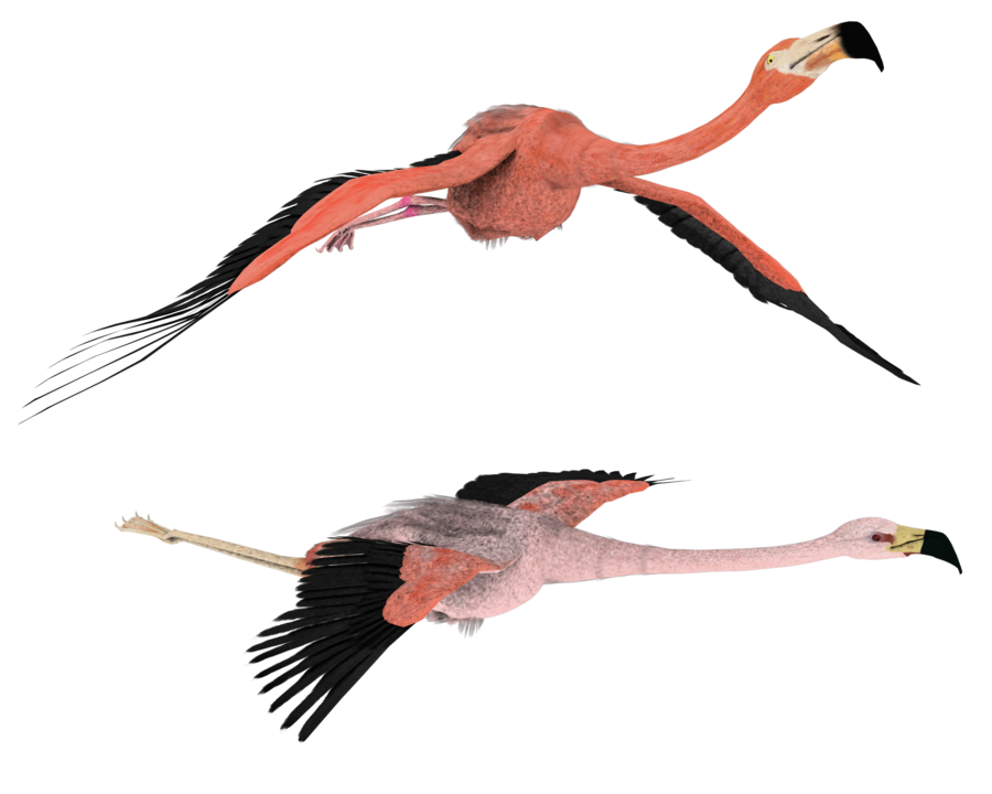 900x720 3d Flamingo Clipart