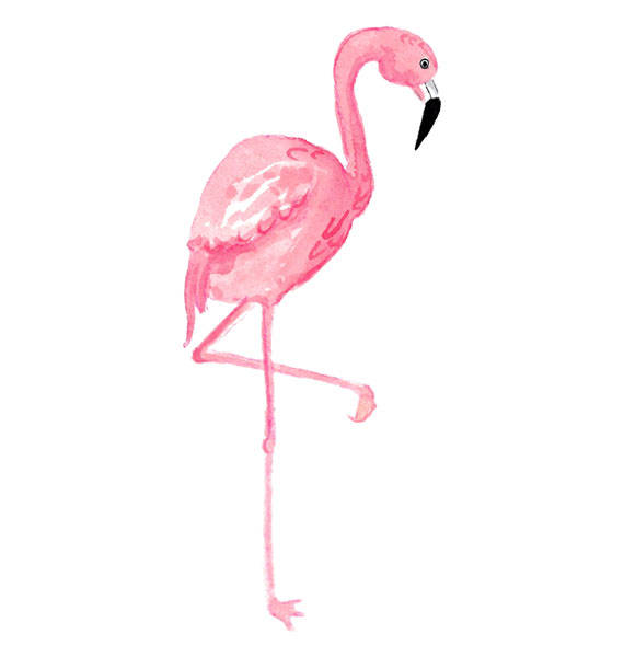 570x600 Watercolor Flamingo Clipart Tropical Bird Illustration