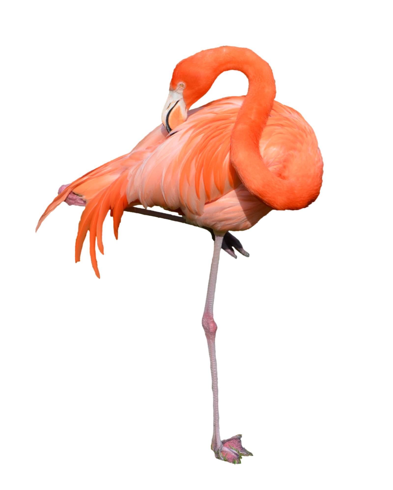 1600x1995 Download Flamingo Free Png Photo Images And Clipart Freepngimg