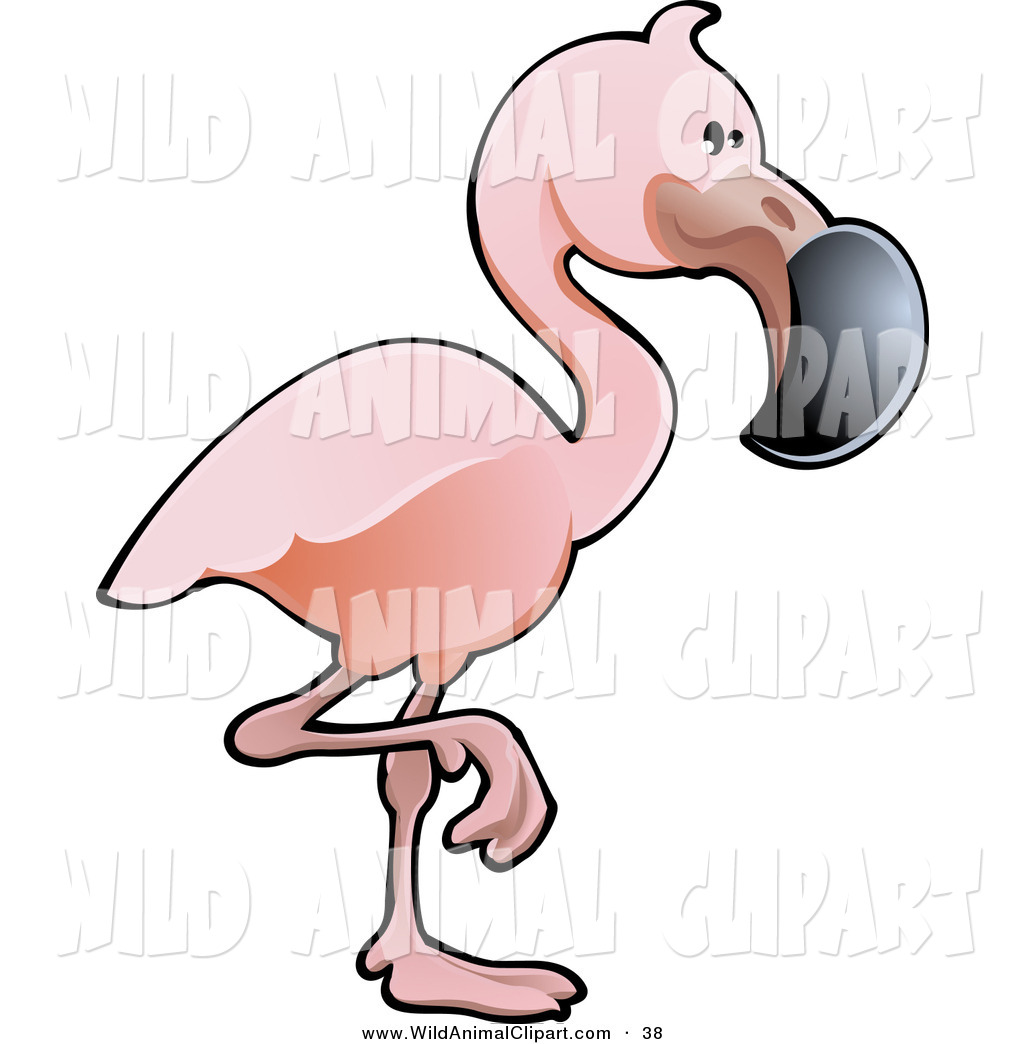 1024x1044 Beak Clipart Flamingo