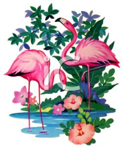 254x300 Flamingos In Shallow Water
