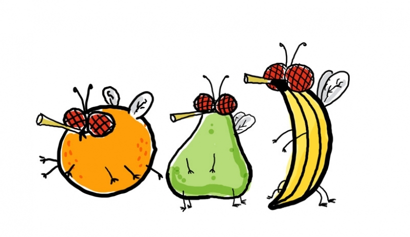 820x474 Fruit Fly Clip Art Cliparts