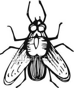 251x300 Top 87 Fly Clip Art