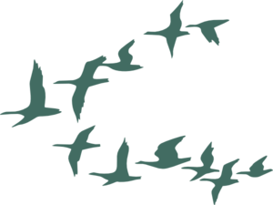 300x225 Teal Flock Of Geese Clip Art