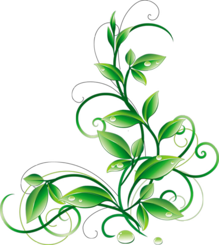 714x800 Floral Green Leaves And Water Droplets Png Clipart