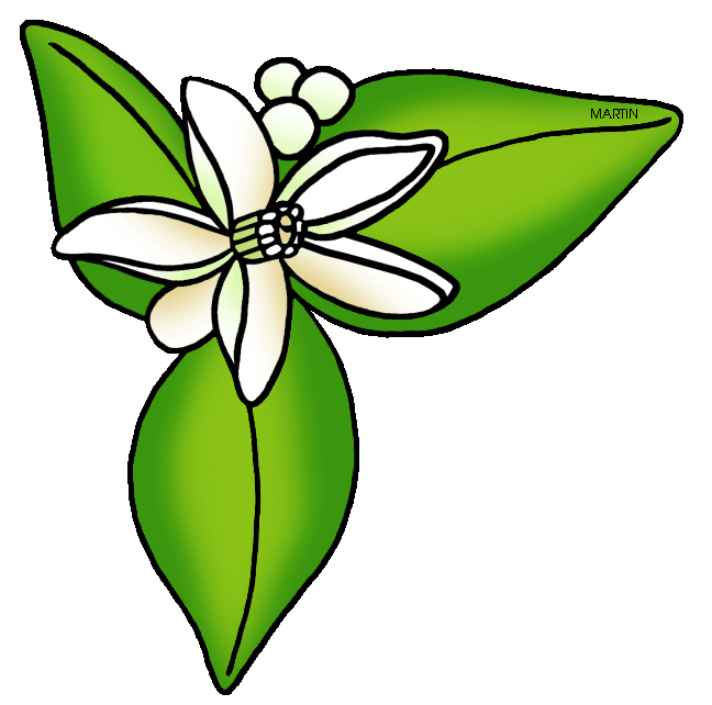 648x642 United States Clip Art By Phillip Martin, Florida State Flower