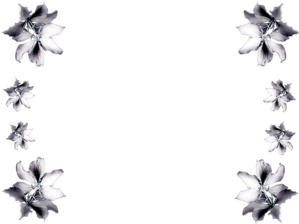 600x450 Best Black And White Flower Border