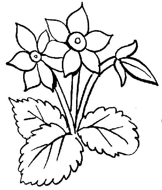 560x656 Clipart Flowers Black And White