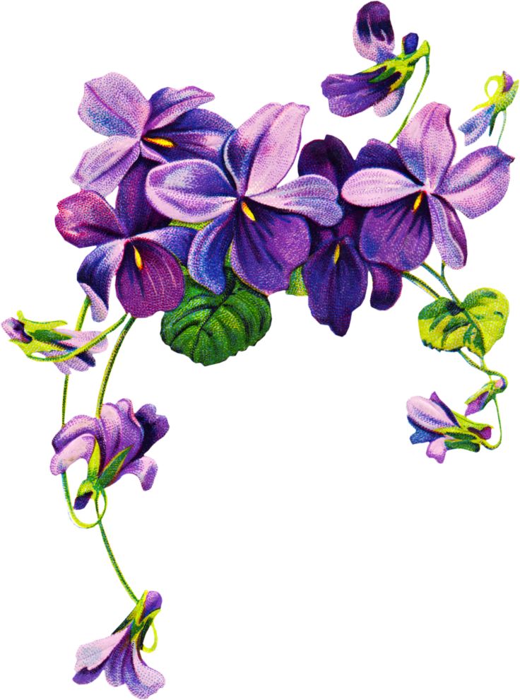 736x990 Violet Flower Clip Art Cliparts