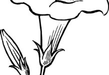 218x150 Clipart Flowers Black And White Flowers