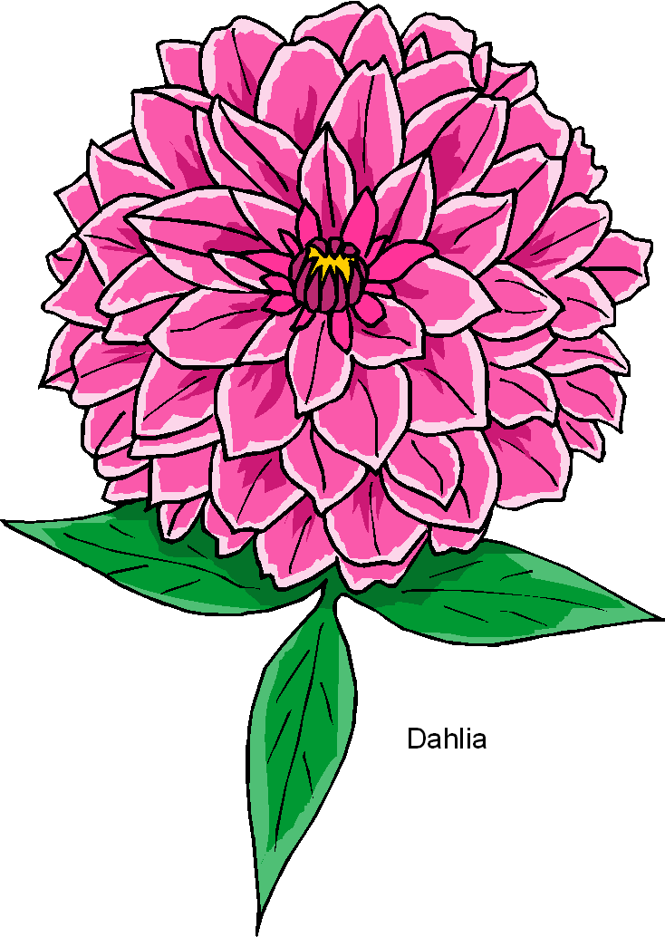 734x1034 Dahlia Flower Clip Art