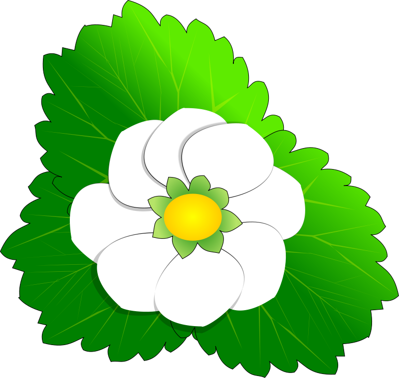 800x758 Flower Clipart Pictures Royalty Free
