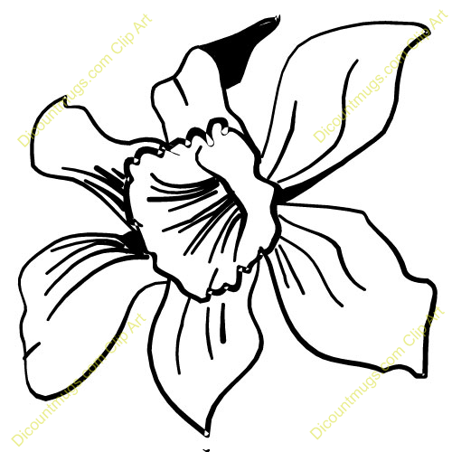 500x500 Orchid Flower Clipart