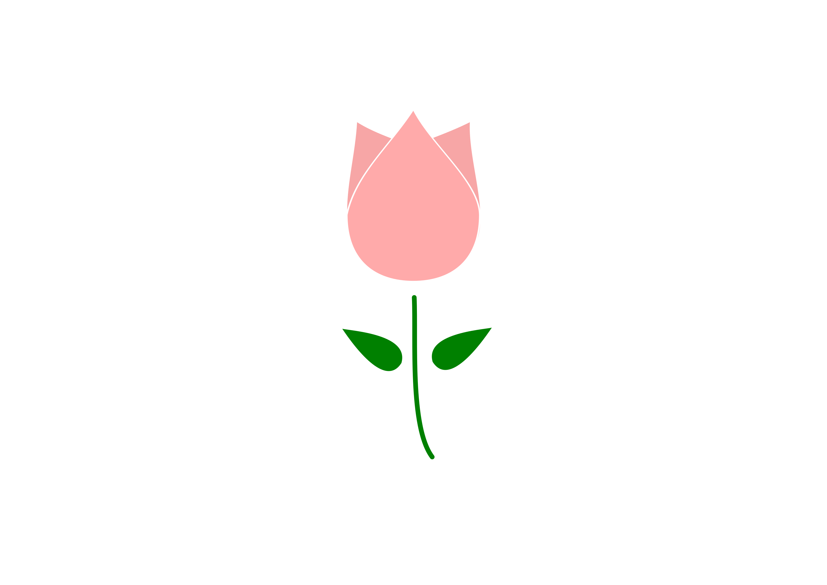 3394x2400 Clipart Tulip Flower