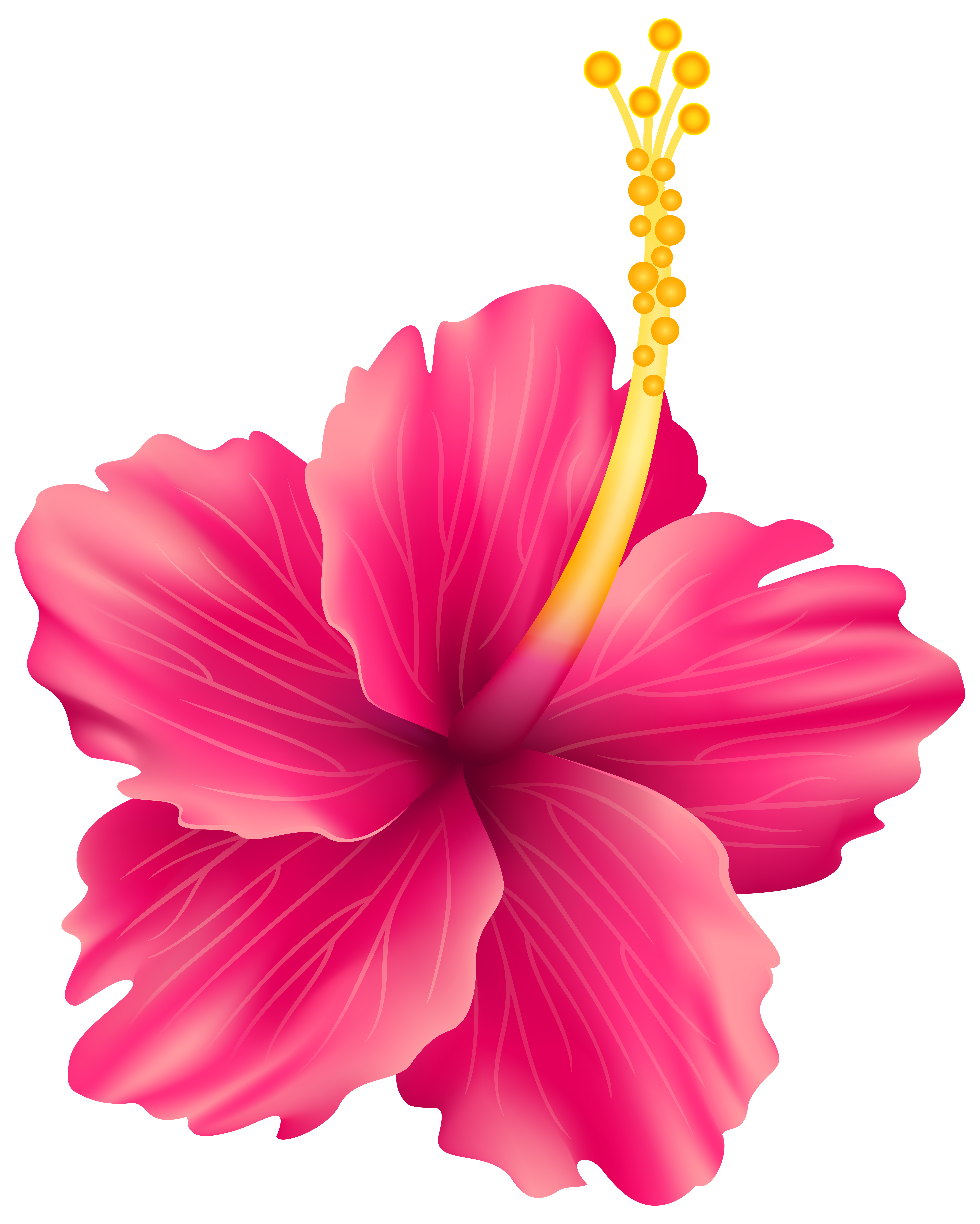 6404x8000 Pink Exotic Flower Png Transparent Clip Art Imageu200b Gallery