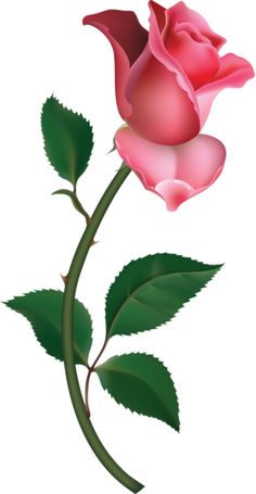 236x455 Runner Rose Clipart