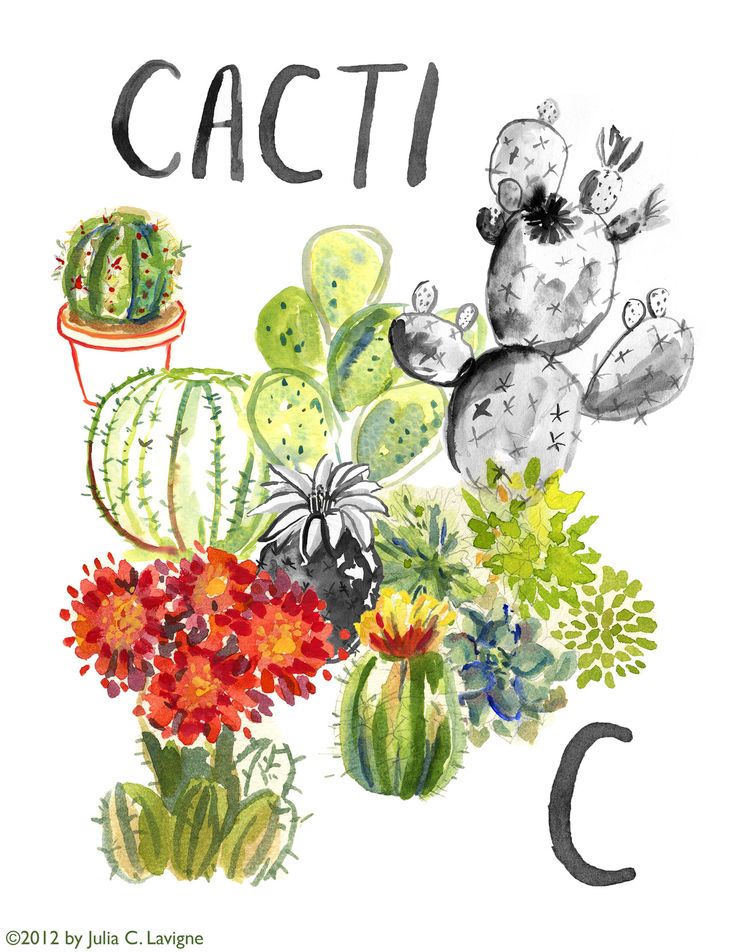 736x952 16 Best Cactus Road Images Eggs, Water Colors
