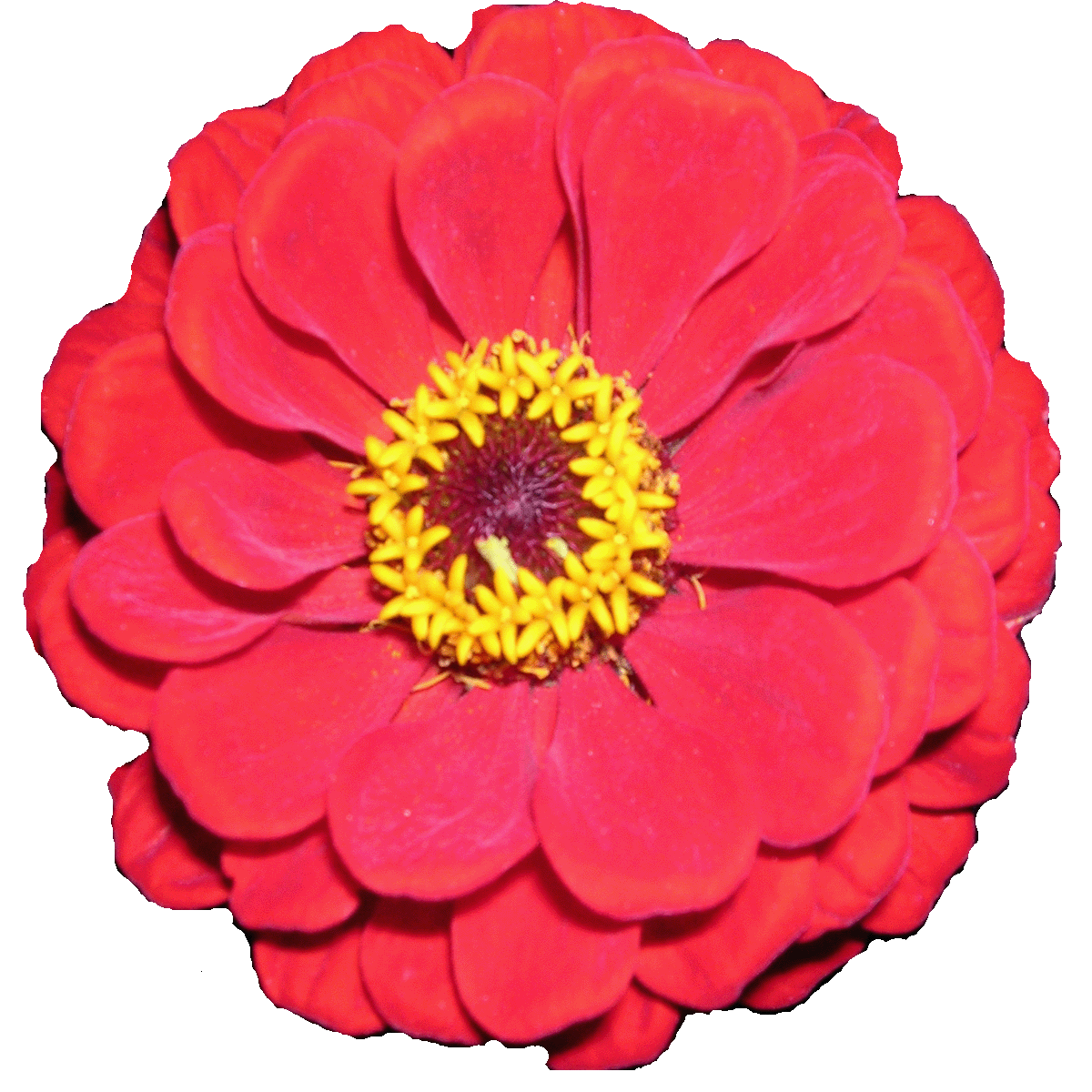 1200x1200 Marigold Clipart Flower Tumblr