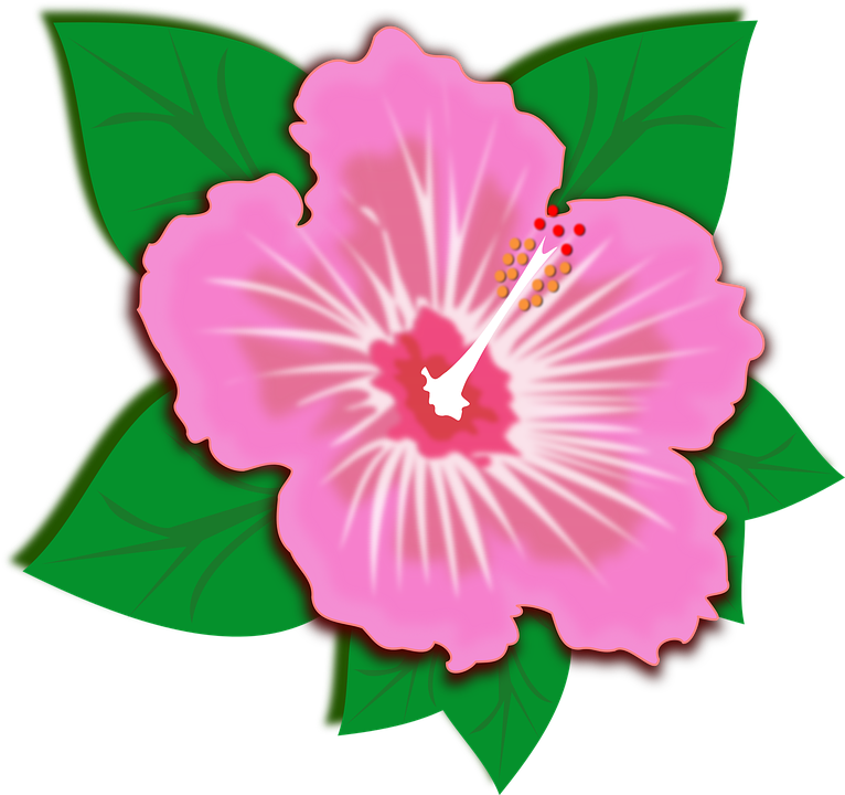 766x720 Flower Hibiscus Clip Art Free Hd Wallpaper