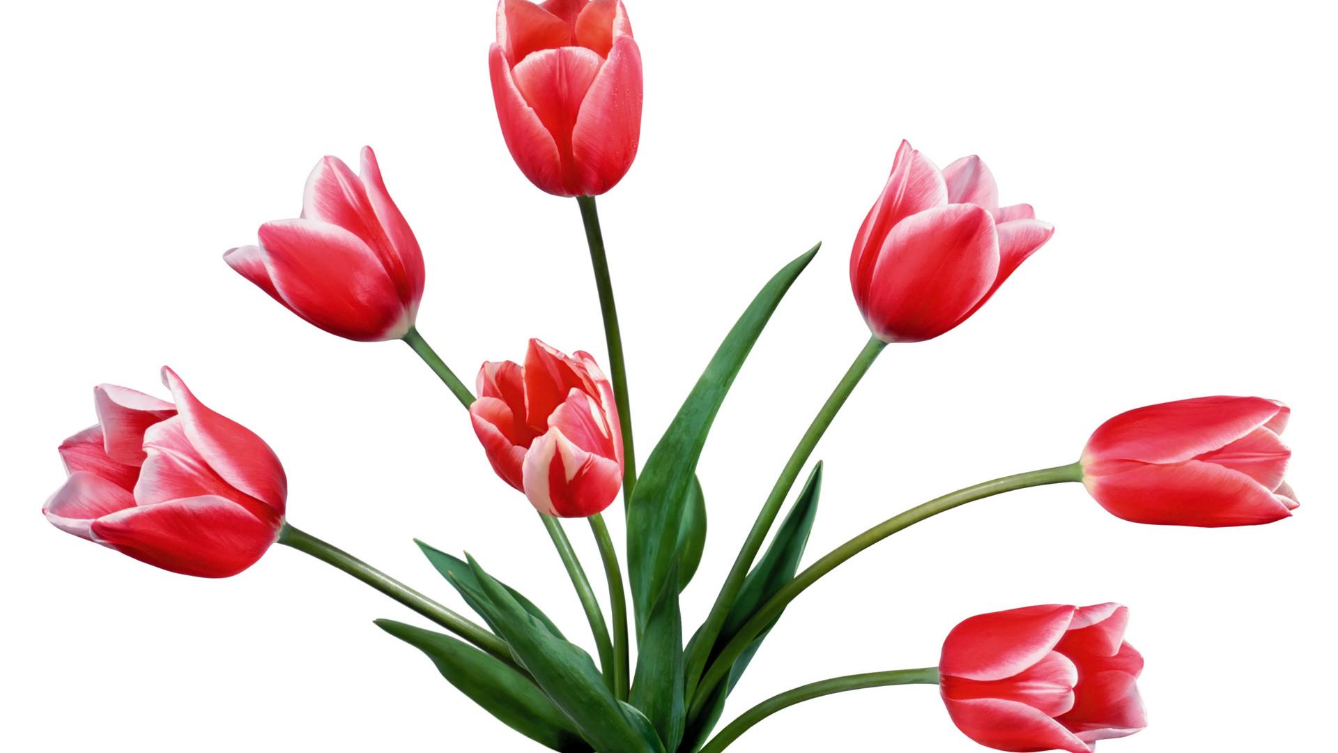 1920x1080 Tulip Flower Wallpapers Group