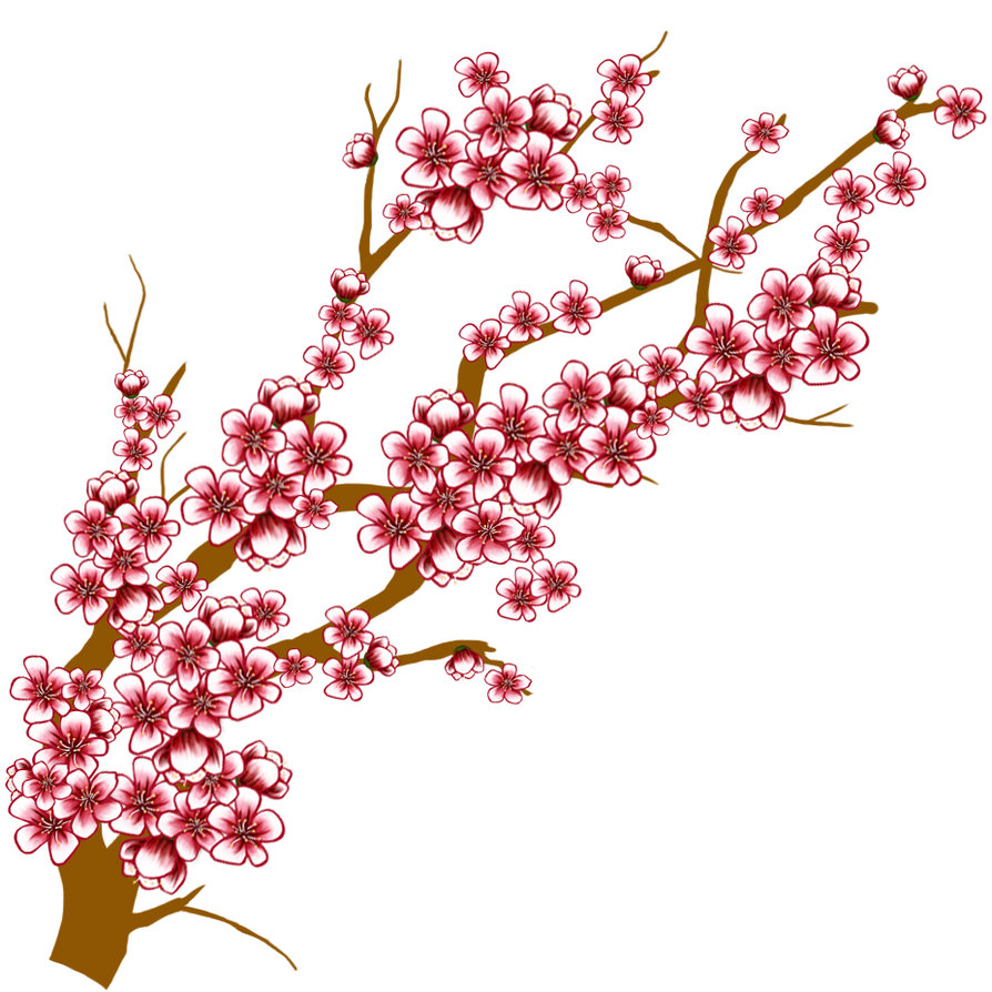 894x894 Wallpaper Clipart Cherry Blossom