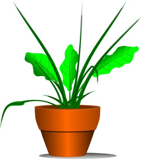 489x550 Plant Clipart Transparent Background