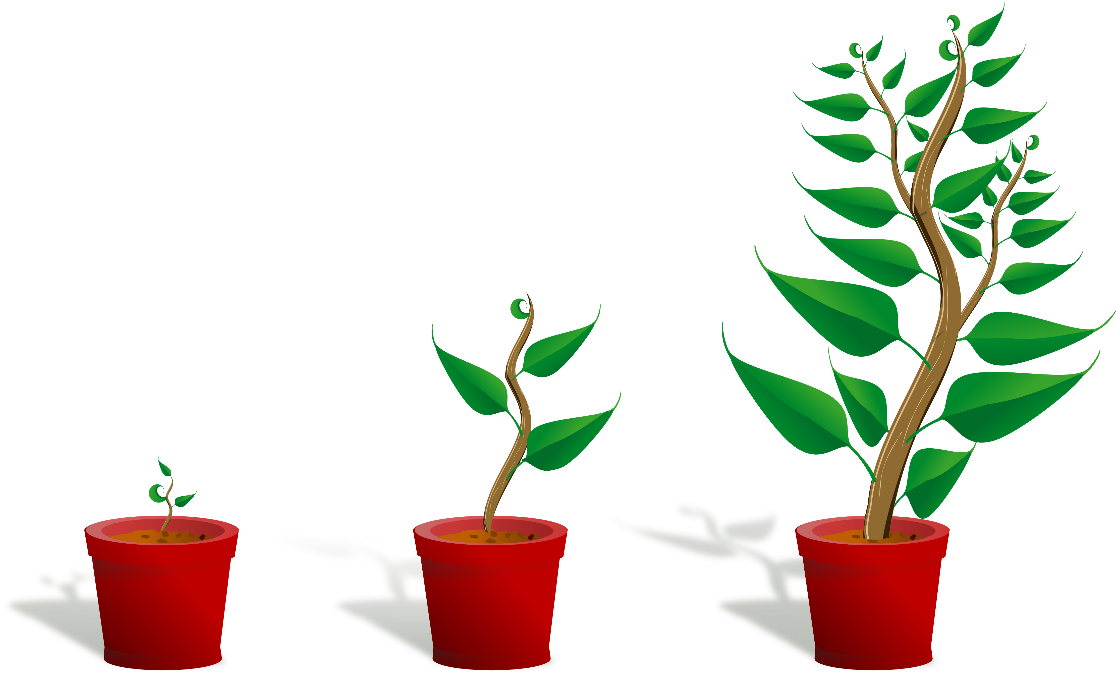 4444x2678 Plant Clipart Flower Growing