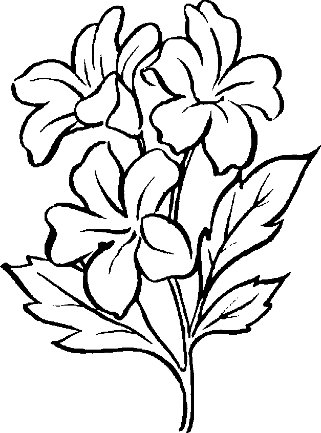 627x846 White Flower Clipart Rose Plant