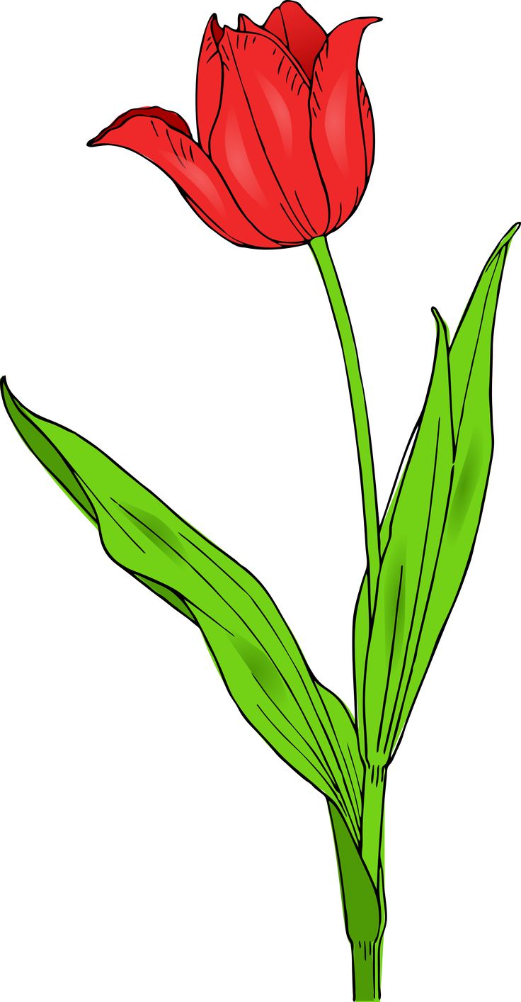 736x1414 17 Best Clip Art Images Clip Art, Flowers