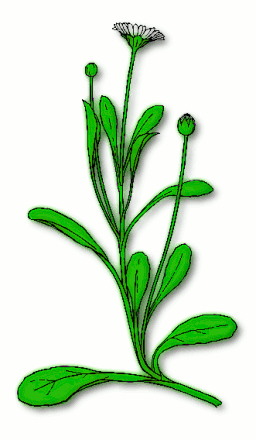 256x440 Leaves Clipart Daisy