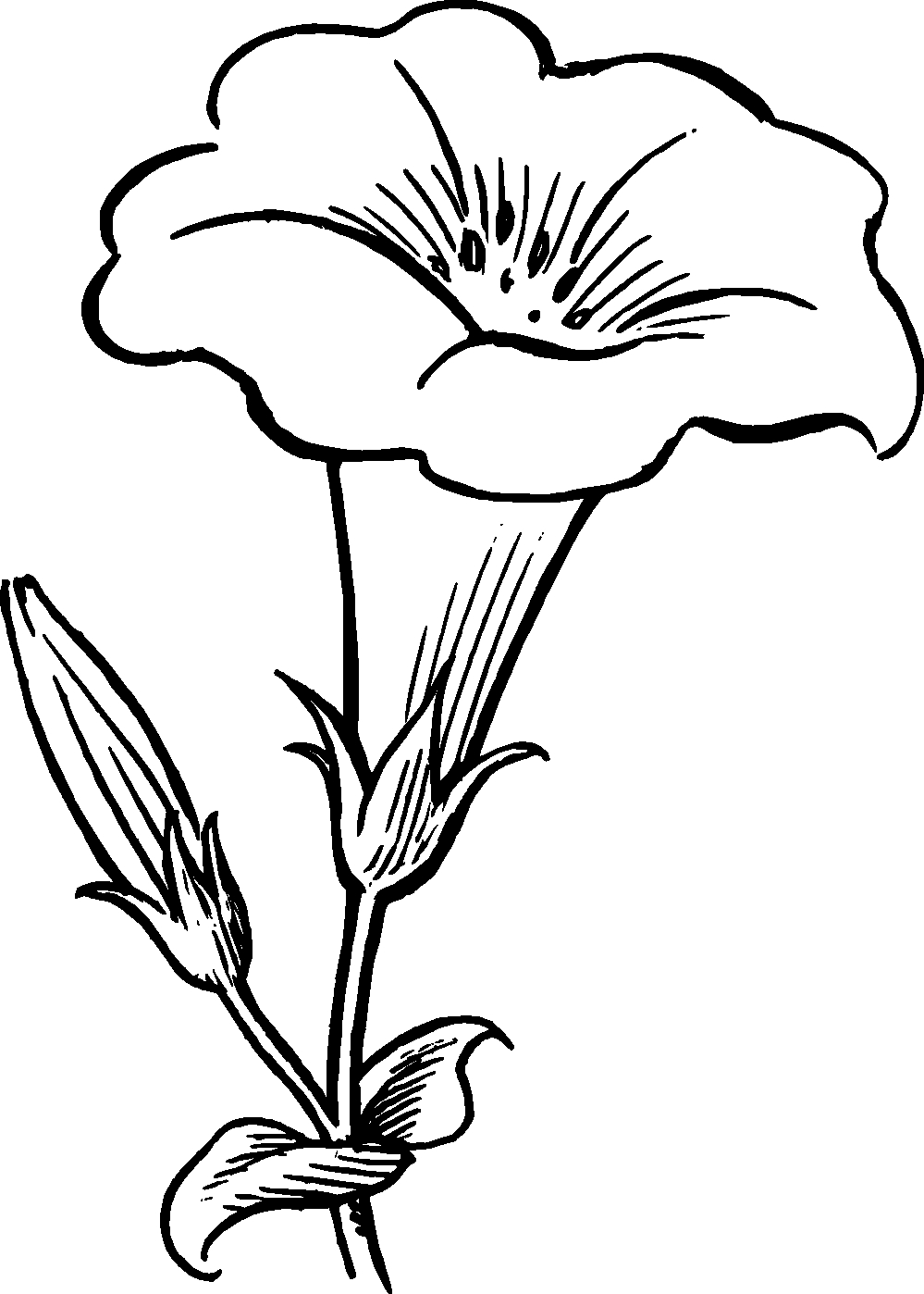 Flower Line Clipart