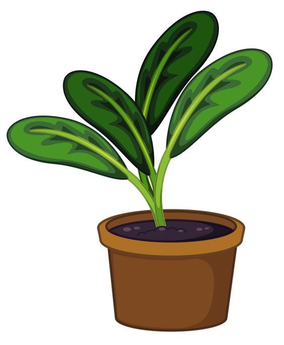 564x684 Flower Pot Clipart Png