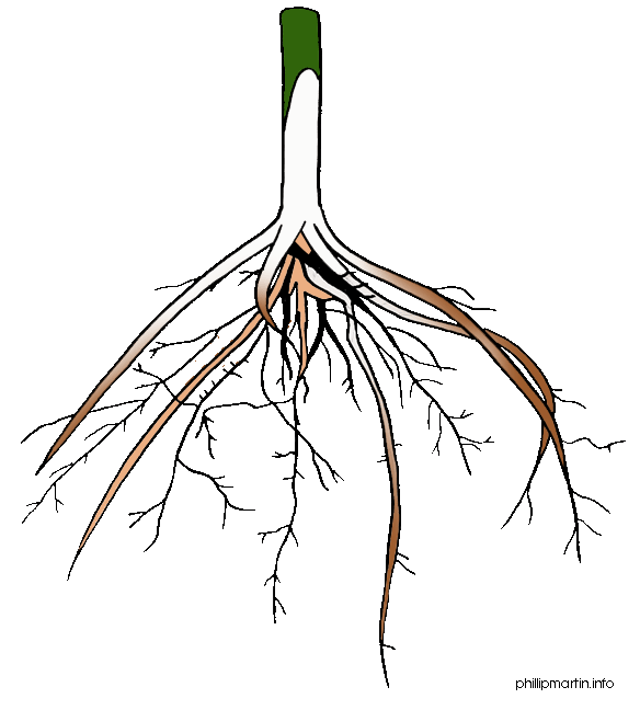 Flower Roots Cliparts
