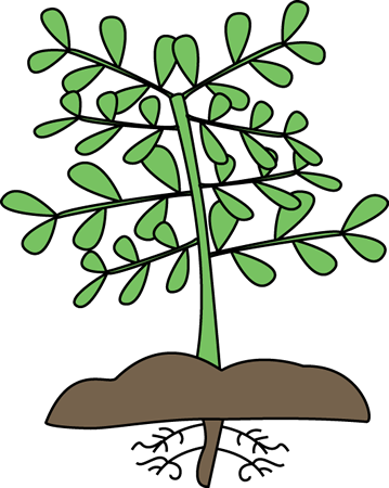 359x450 Plant With Roots Clip Art