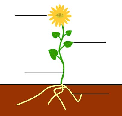 405x384 Roots Clipart Sunflower