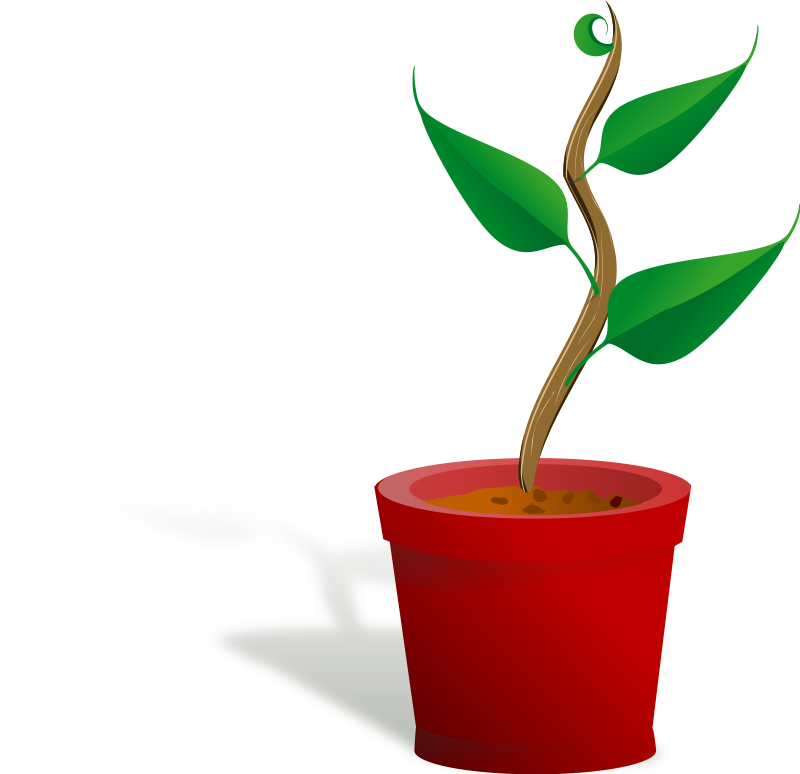 800x774 Plant Clipart Plant