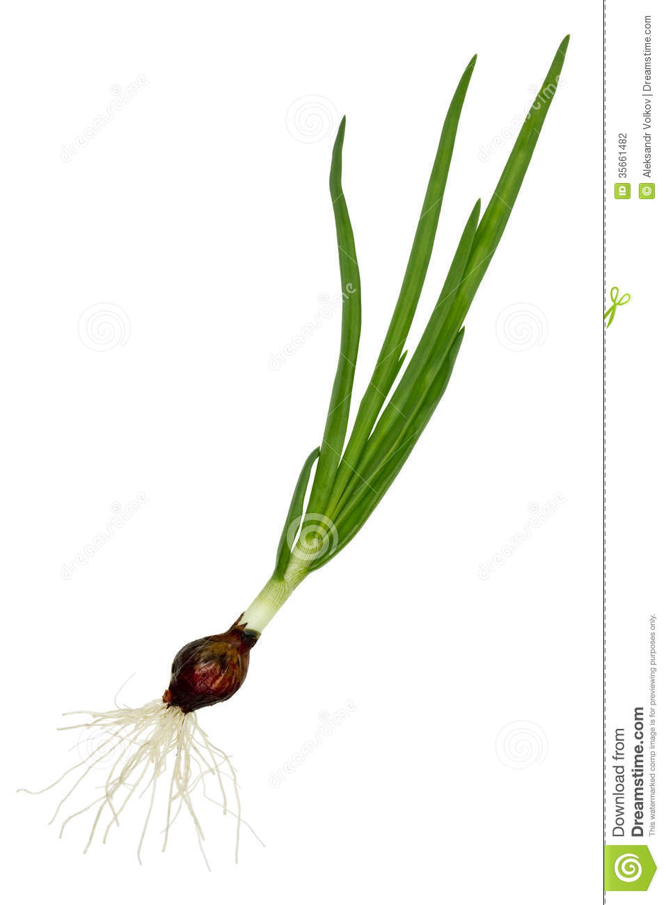 957x1300 Flower With Roots Clipart